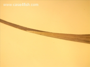 Foto Galerie/Myliobatiformes/Dasyatis pastinaca/Dasyatis pastinaca_06_S.jpg
